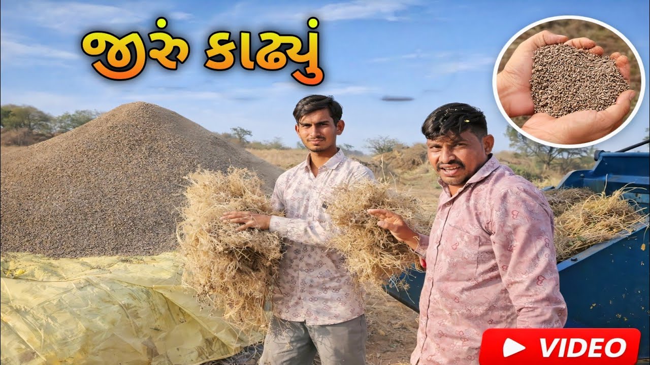 જીરું કાઢ્યું | ગુજરાતી વ્લોગ | gujrati vlog | tha vipul vlog #vlog #gujrativlog #gujrativillagelife