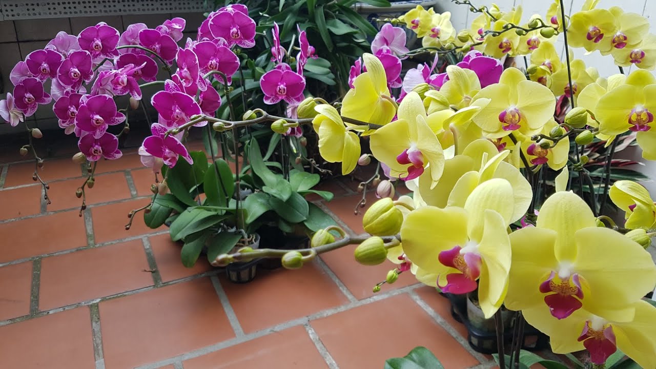 Continuing with Phalaenopsis orchid products, designing artwork for customers. Hồ Điệp tiếp tục về