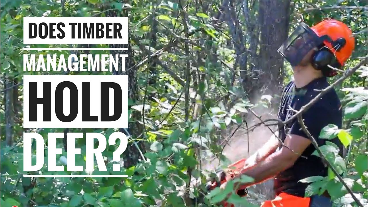 Does Hinge Cutting & Logging Work for Deer?  Truth & Results!  S9 #28