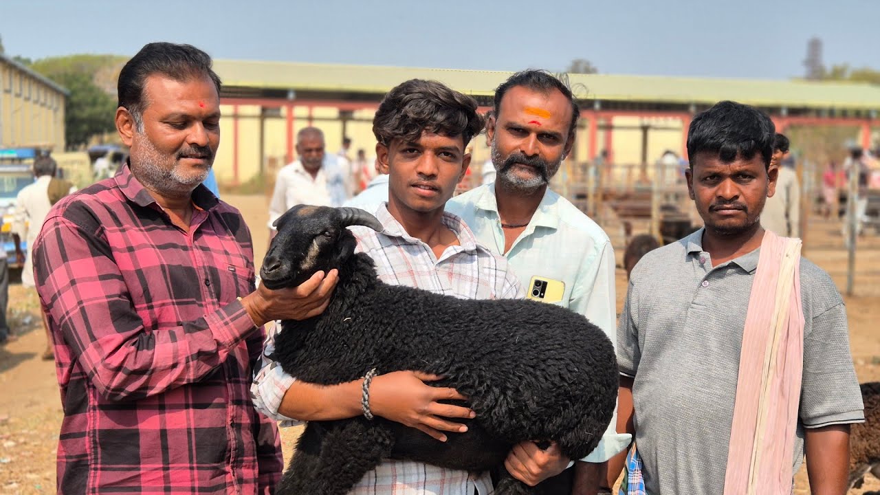 Harihar sheep and goats market update Every Tuesday morning bazar Karnataka India