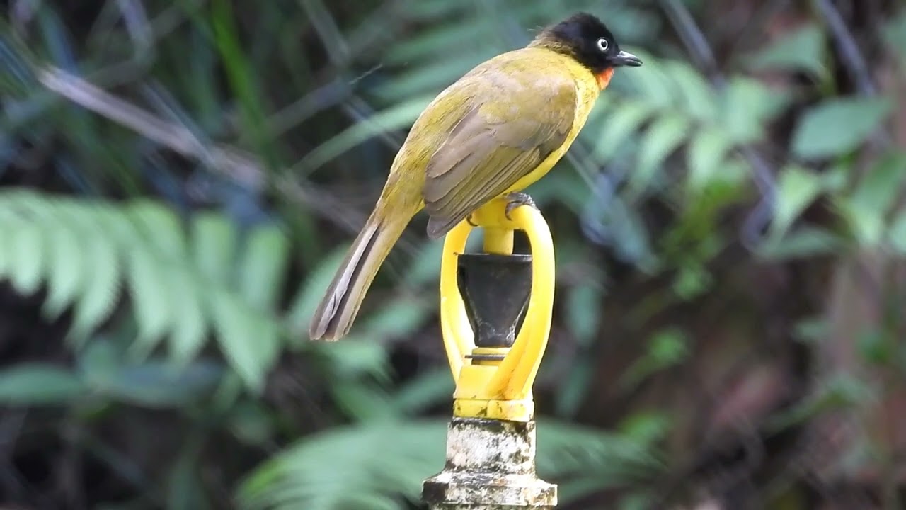 Birds Quenching Thirst Together | Flame-Throated Bulbul | Orange -headed Thrush