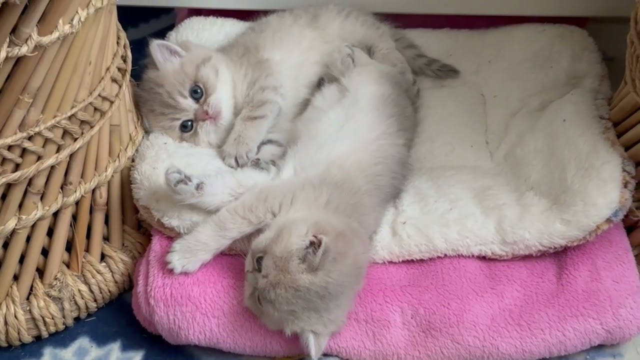 Lazy Weekend Vibes – Kittens Enjoy a Cozy Bed Day