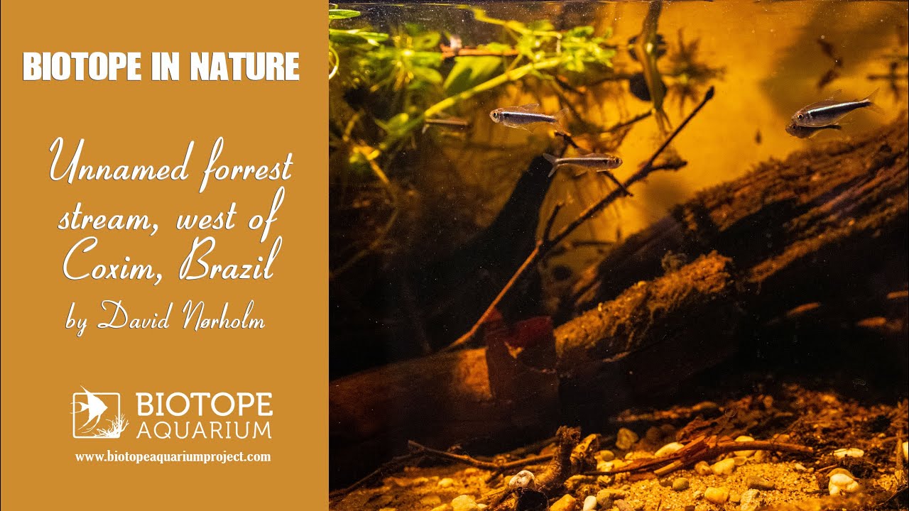 Unnamed forrest stream, west of the city of Coxim, Brazil. BAC2021 © David Nørholm