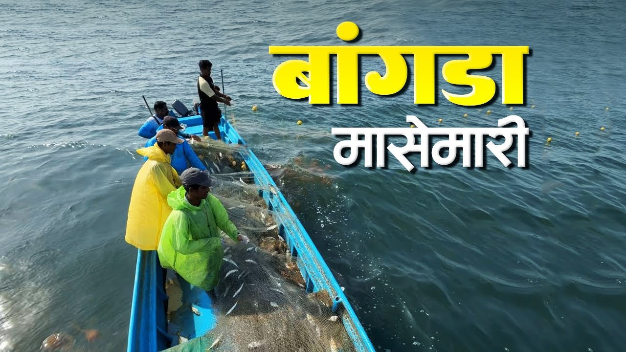 कोकणातल्या समुद्रातली बांगडा मासेमारी | Mackerel Fishing In Deep Arabian Sea