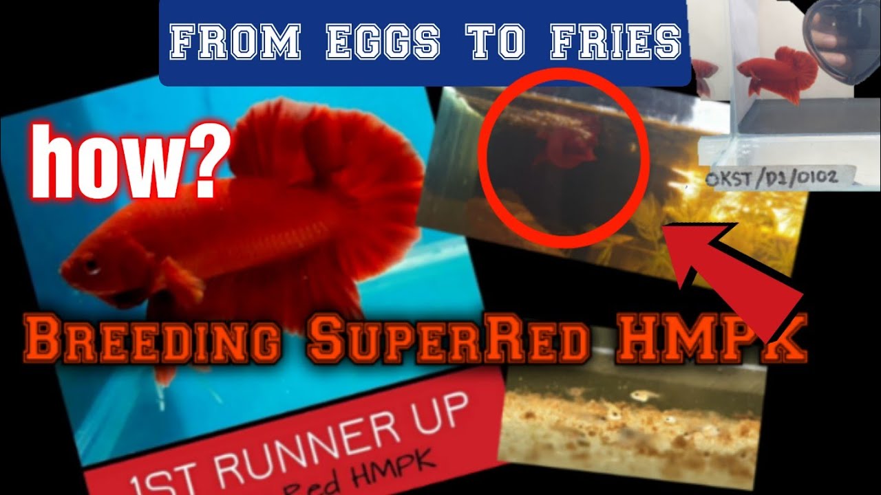 How Betta Fish is breed | from eggs to fries | Super red HMPK