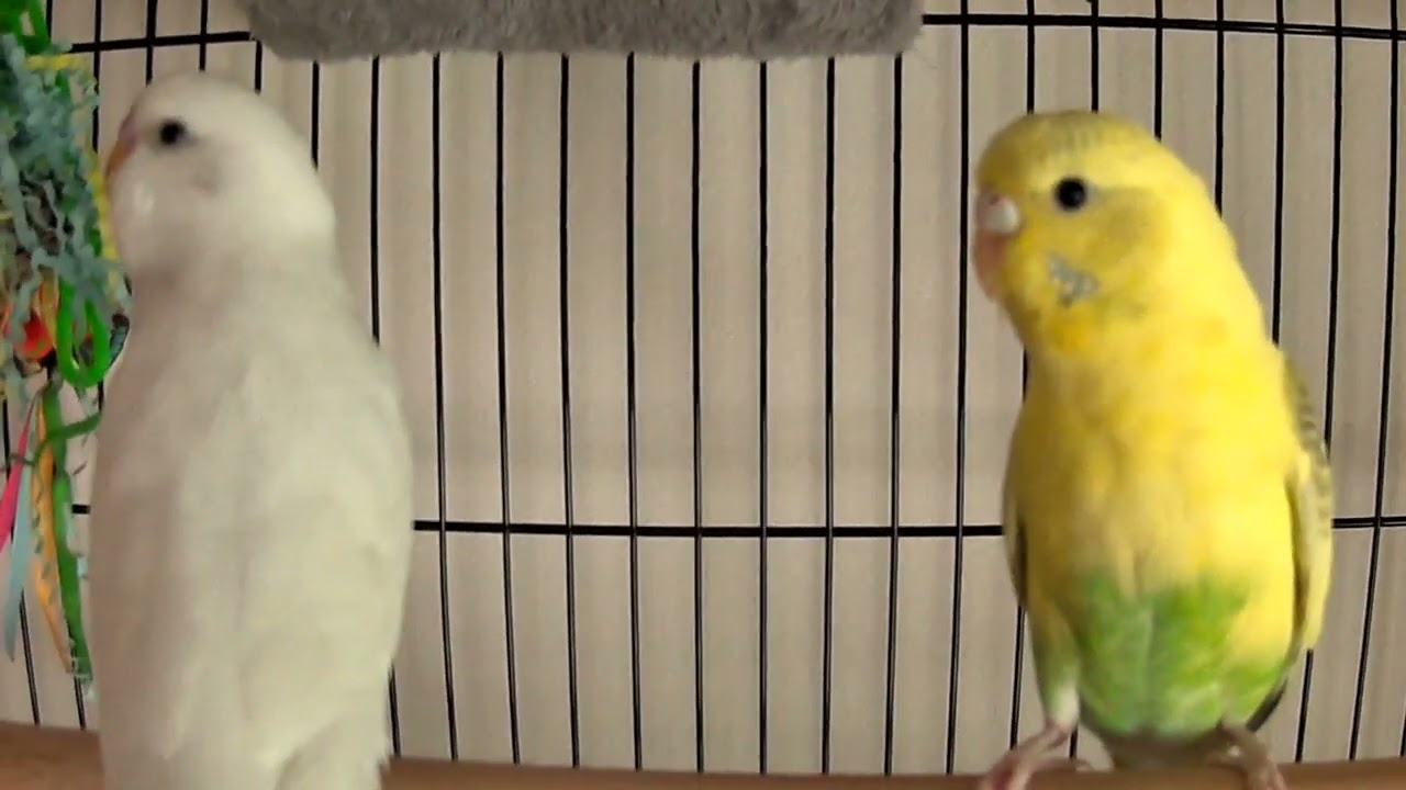 3 Days Later… Still Obsessed With the Birds! 🐱🐦 @ Johnny_boy113