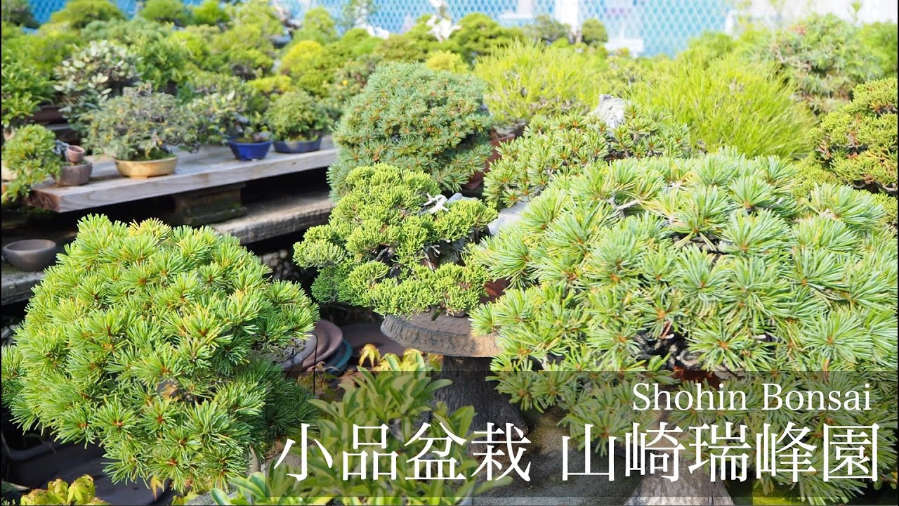 山崎瑞峰園 [小品盆栽 岡山]