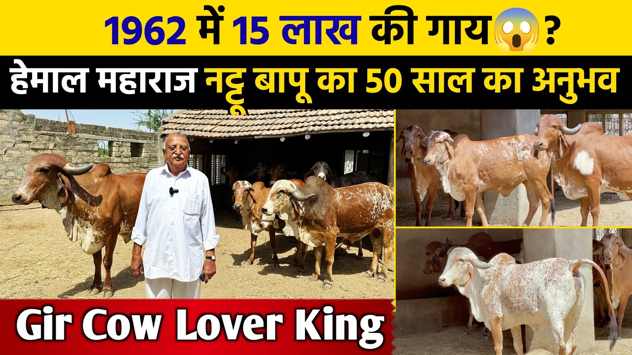 History of Gir Cow👉 सोना 200₹ का पर गाय 6000₹ की 😱 King Of Hemal ने खोले कई राज🙏 First Time