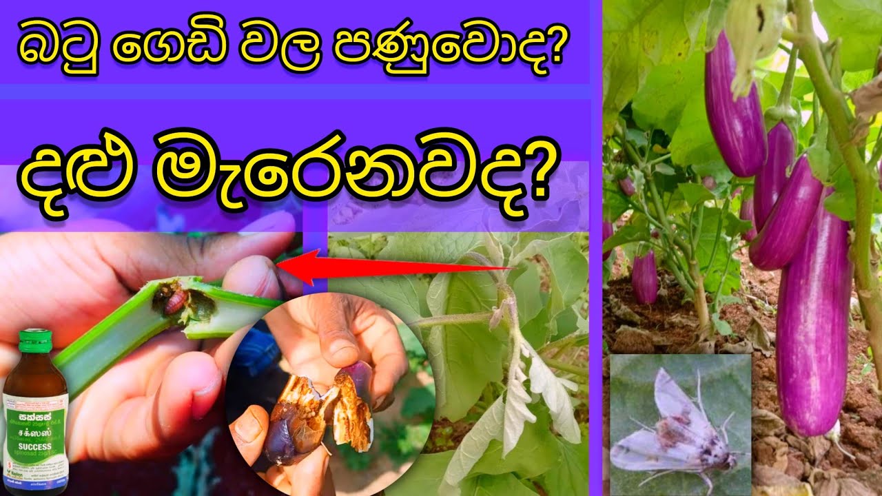 🍆👉දළු මැරිම හා ගෙඩි වල පණුවන් පාලනය how to control brinjal shoot & fruit borer #eggplant #brinjal