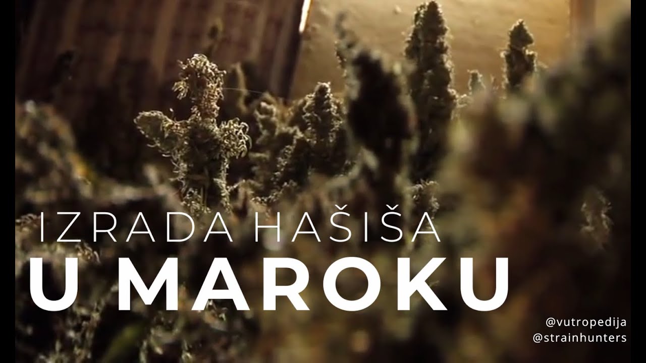 Strain Hunters - Maroko - Hrvatska verzija