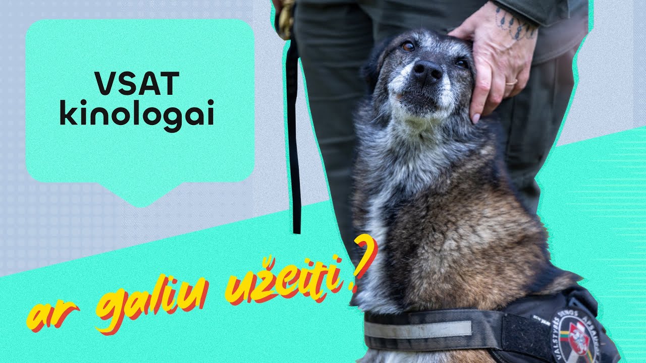 Tarnybinių šunų mokslai ir kasdienybė: juo tapti gali ne kiekvienas | Ar galiu užeiti?
