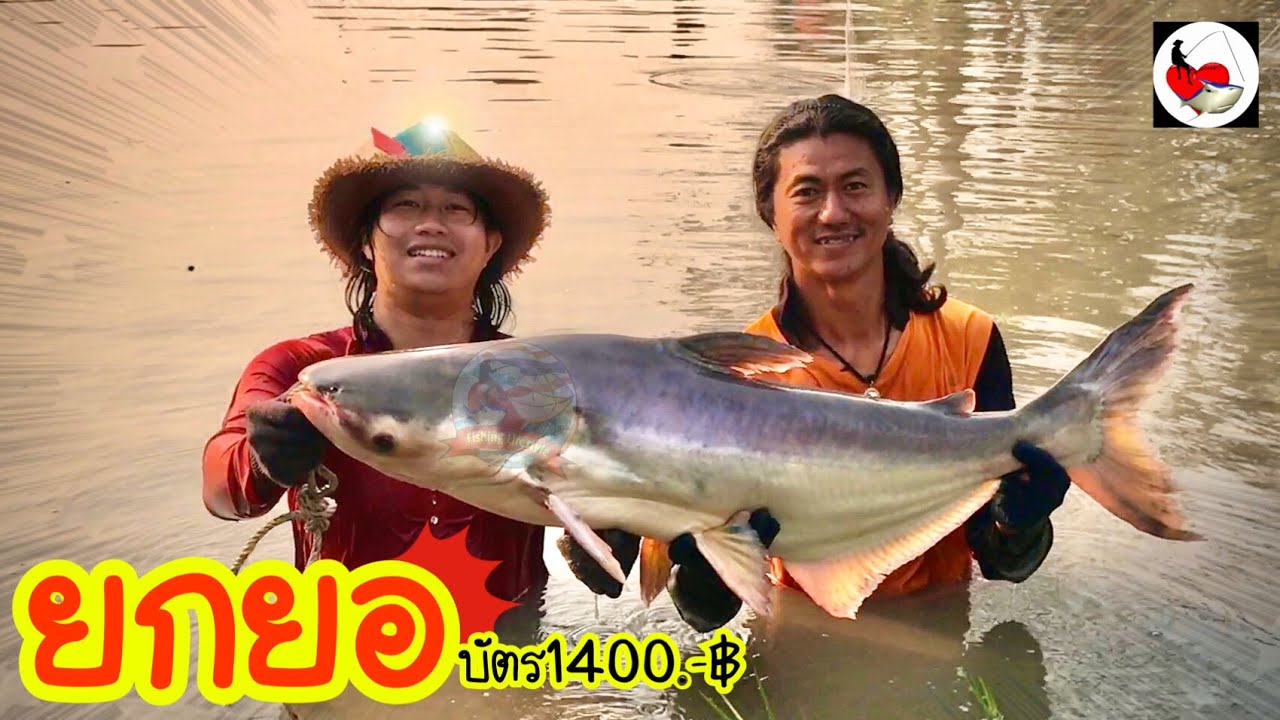 ยกยอ เหมาบ่อ1400.-฿ ►Fishing lifestyle Ep.487