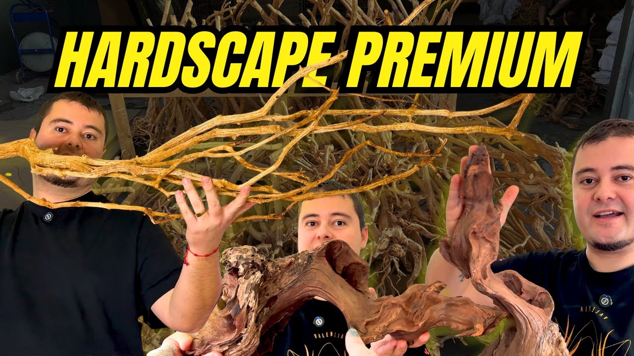 🔴 ELEGIMOS EL HARDSCAPE PERFECTO PARA TUS ACUARIOS: Charla Técnica en Riverest y Selección Firemouth