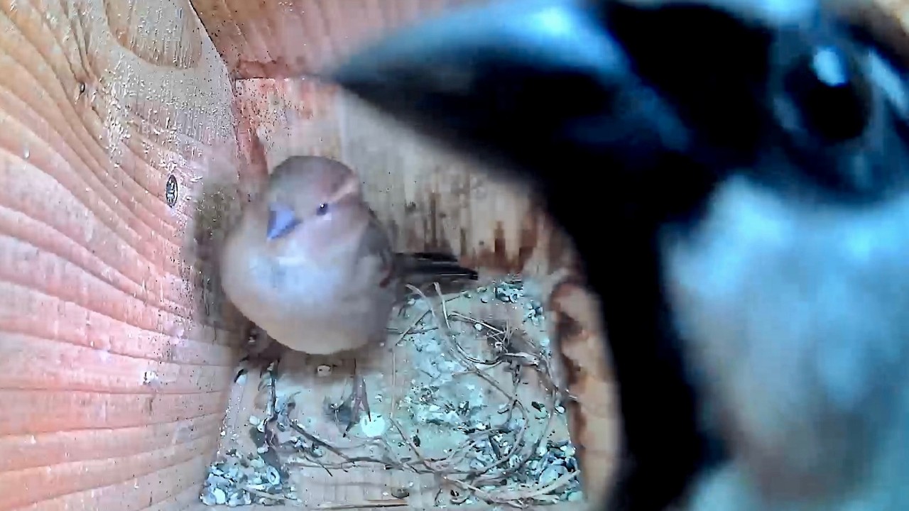 House Sparrow Nest Box activity February 24th