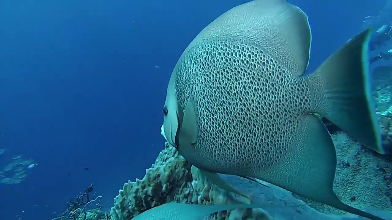 2026 Cozumel Diving Movie Full