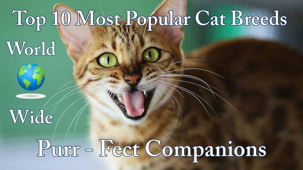 Top 10 Most Popular Cat Breeds Worldwide | Perfect Companions | Cats Breeds