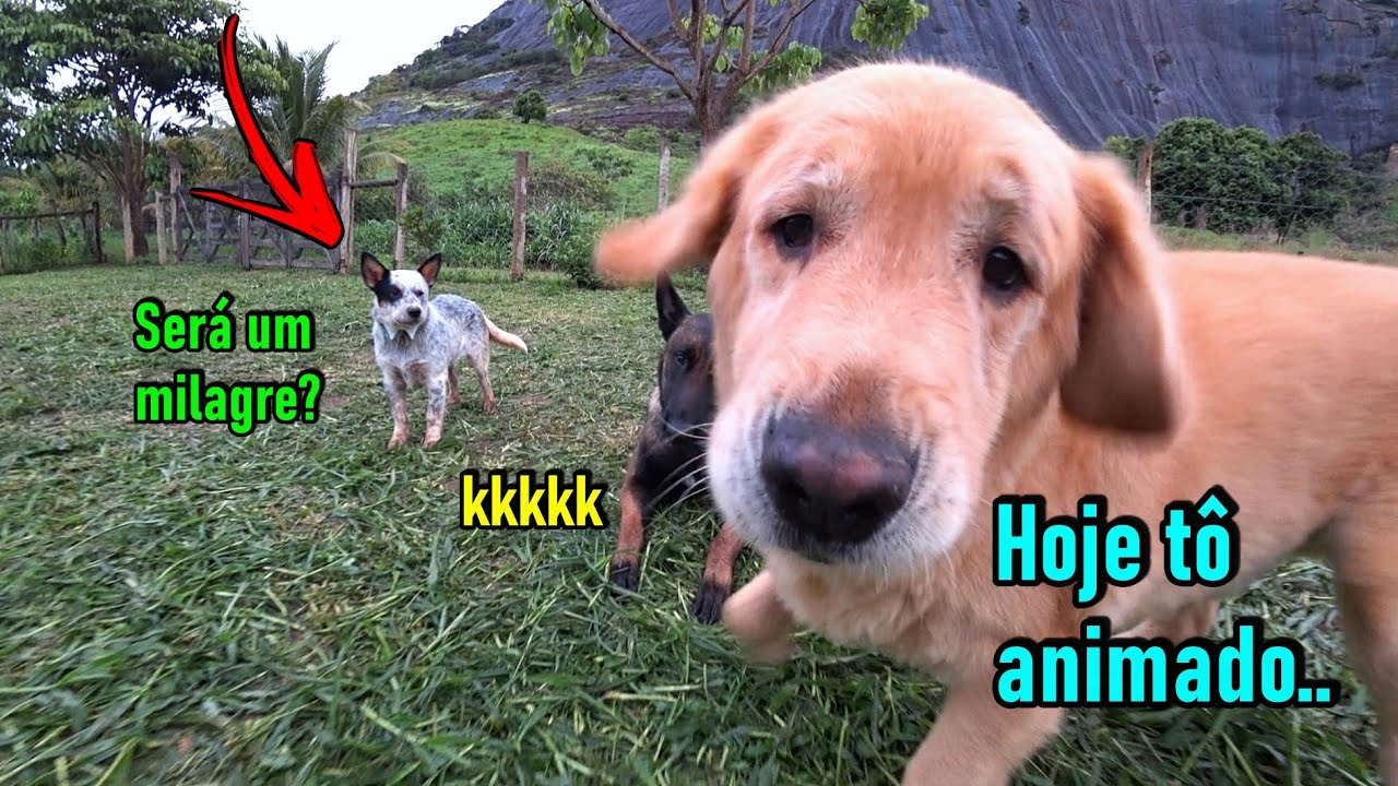 Mamãe trolou todo mundo hoje - Até o Simão ativou..