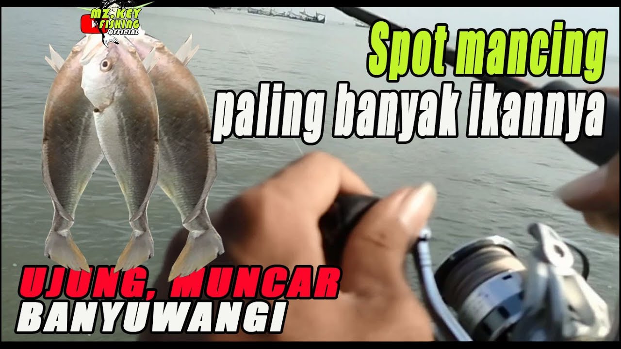 TIDAK TERDUGA !!! Spot ini banyak ikannya || Pelabuhan Muncar, Banyuwangi