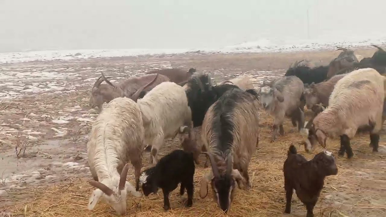 ☎️905340101☎️22сар моли бугуз ва зайдаги фуруши28 января 2026 г.