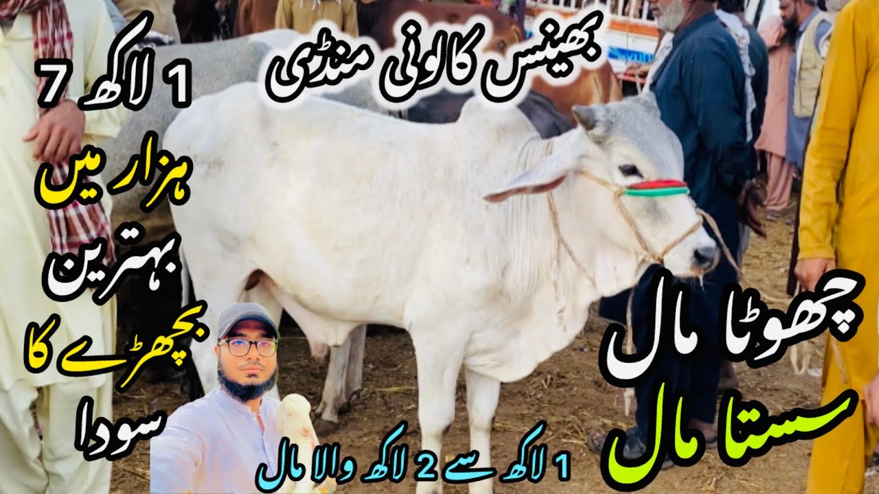 Bhains Colony Mandi Karachi Cattle Rates Update❤️ || 19 February 2026 || Cow Mandi 2026