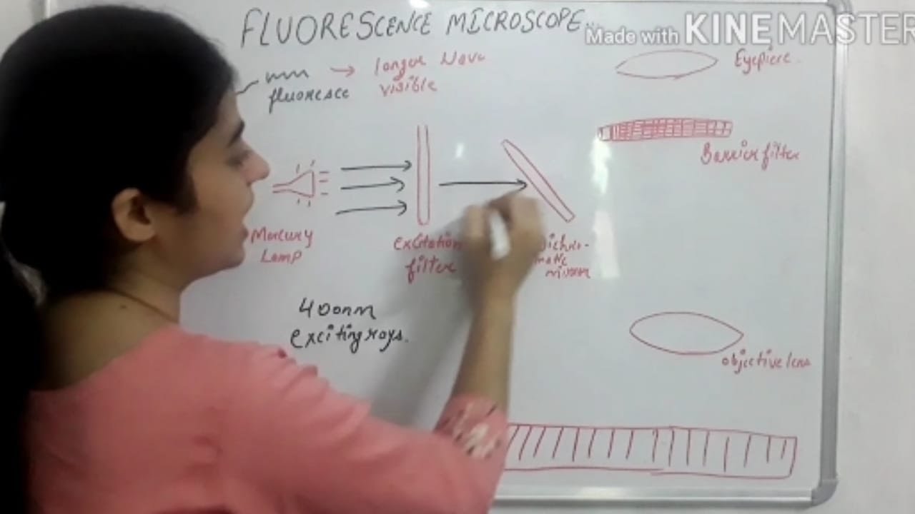 fluorescence microscope with working and principle