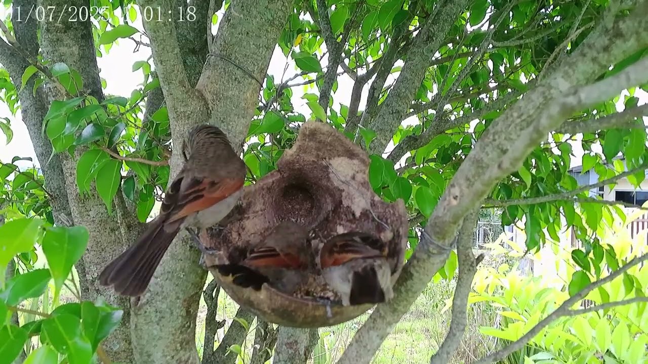 Família Asa de telha 🤎Grayish Baywing family