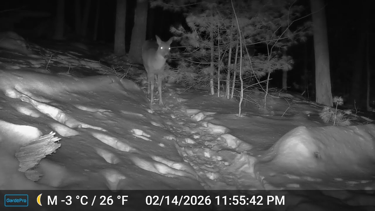 Ashland Trail Cam: 2/14/26 Deer