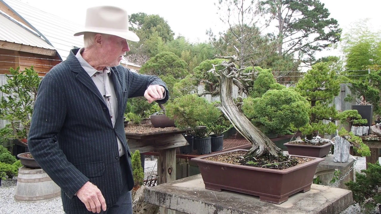 Plant City Bonsai - Early Fall - 2018
