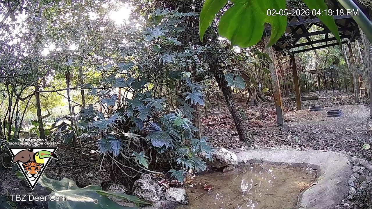 The Belize Zoo Live Cam