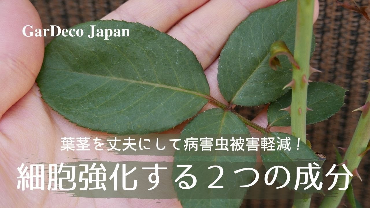 【葉茎を丈夫に】植物の細胞を強化する２つの成分【病害虫被害軽減】
