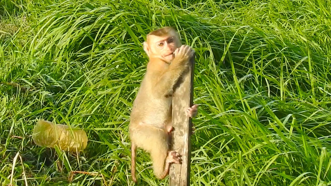 Little Girl Jing Adores The Beauty Of The Rural Life!
