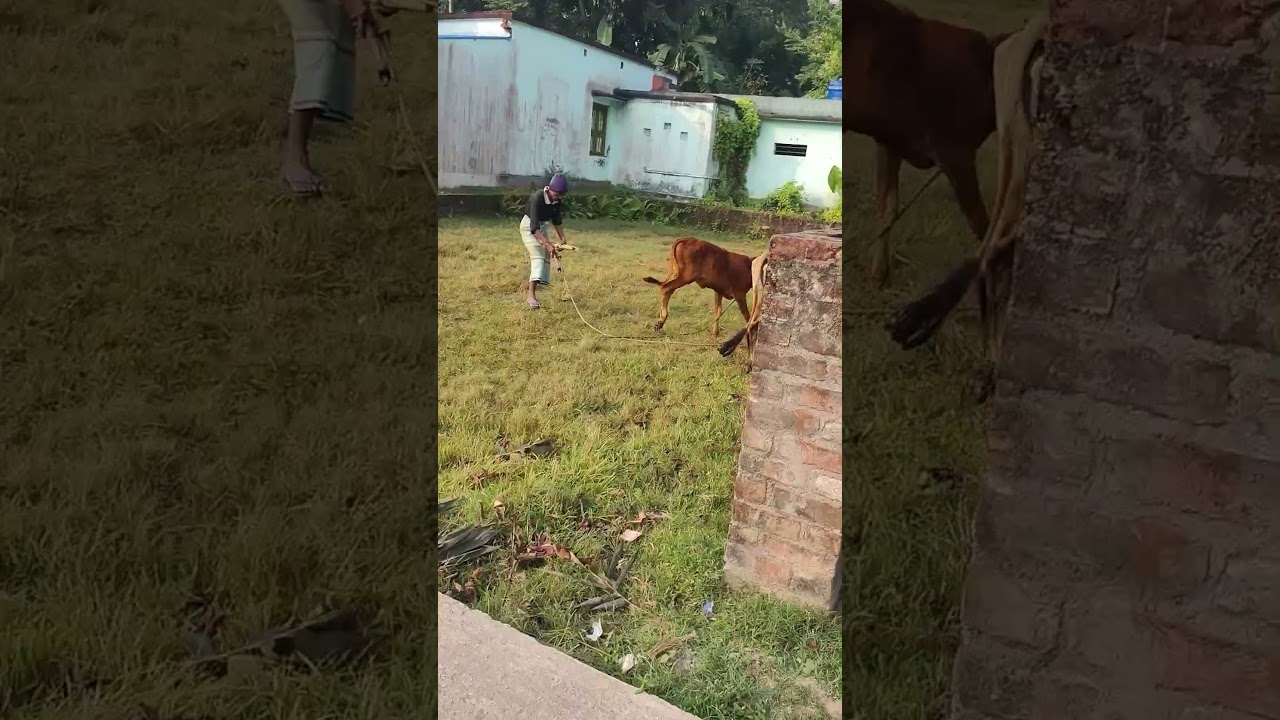 little calf and mother 