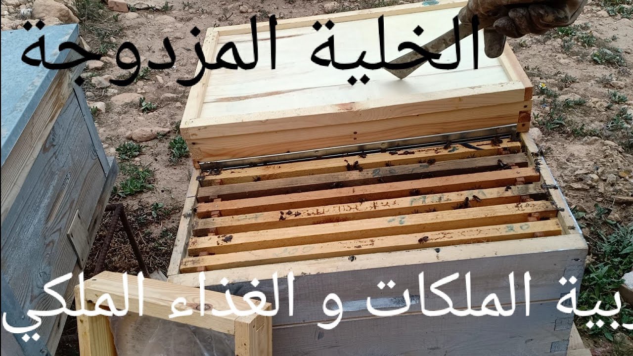 الحلقة 98 عرض الخلية المزدوجة و كيفية تربية الملكات في خلية بها ملكة