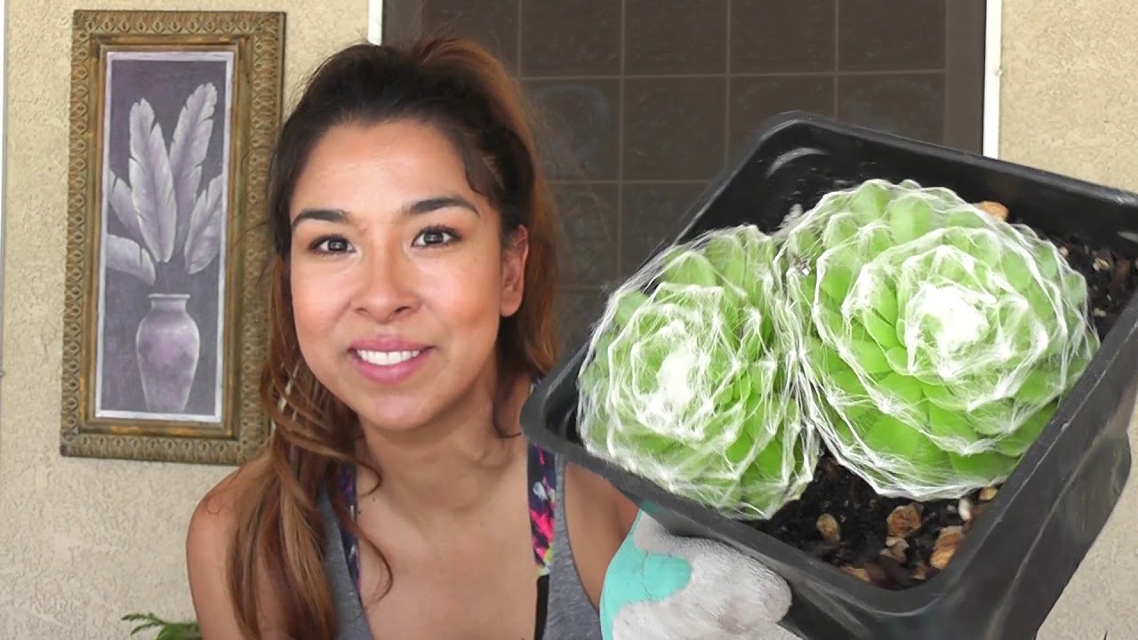 Succulent Lowes Haul and Succulents for zones 9 -11