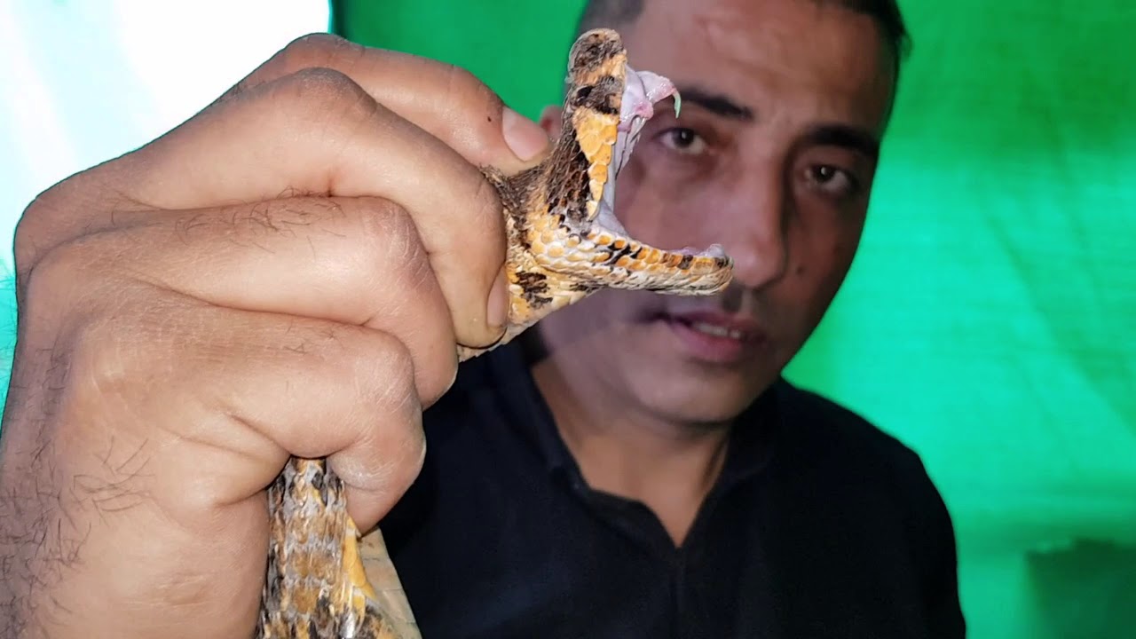 اكبر افعى سامه عثر عليها بالعمر ويتعدى عمرها 30 عاما مع جمال العمواسي