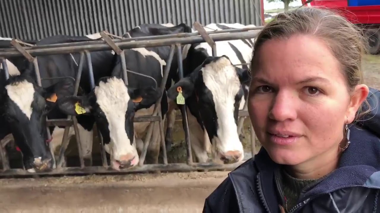 650 dairy farm in Uruguay