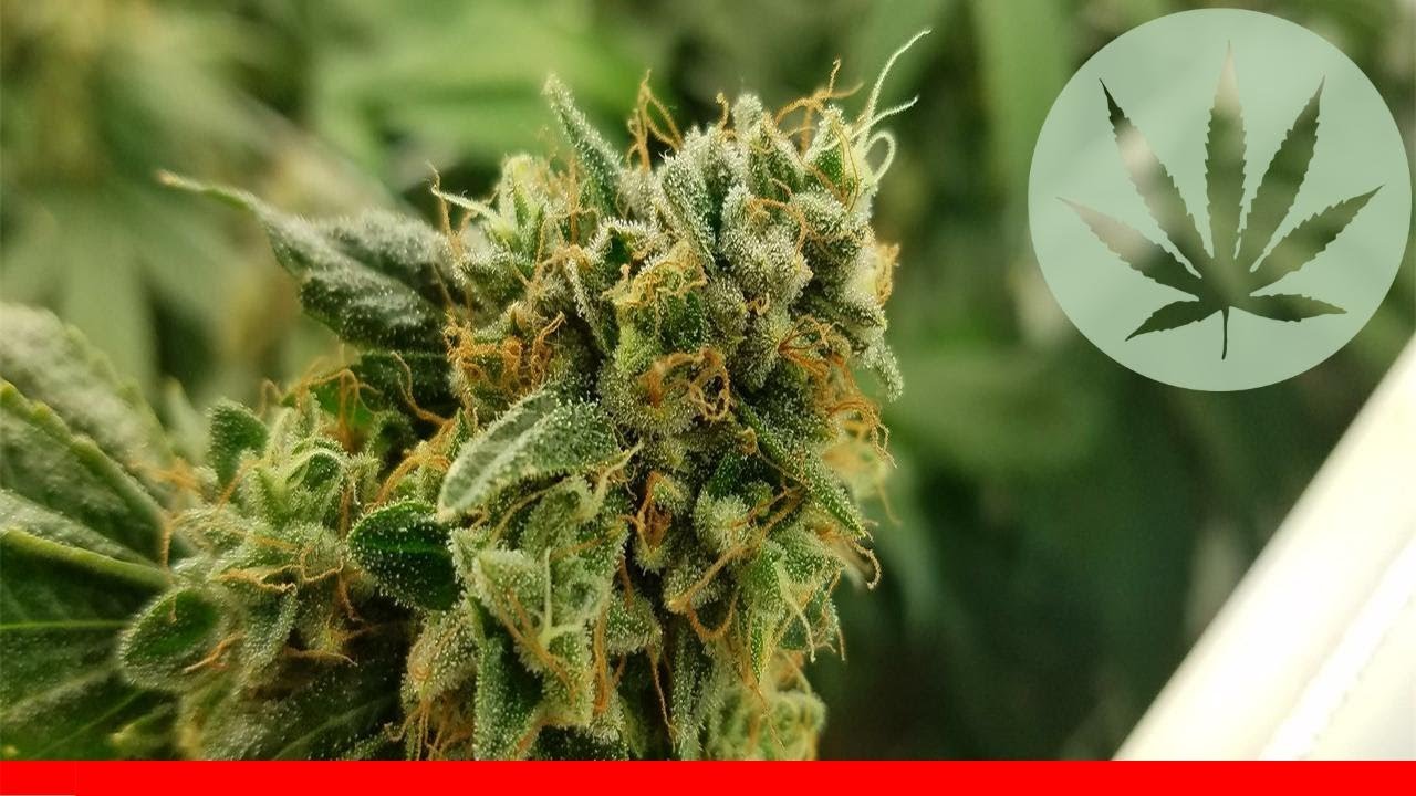 Crown Og - All About This Strain