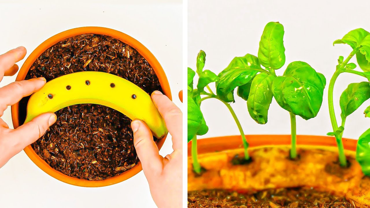 種から植物を作る🌱庭がなくてもできる17の裏ワザ