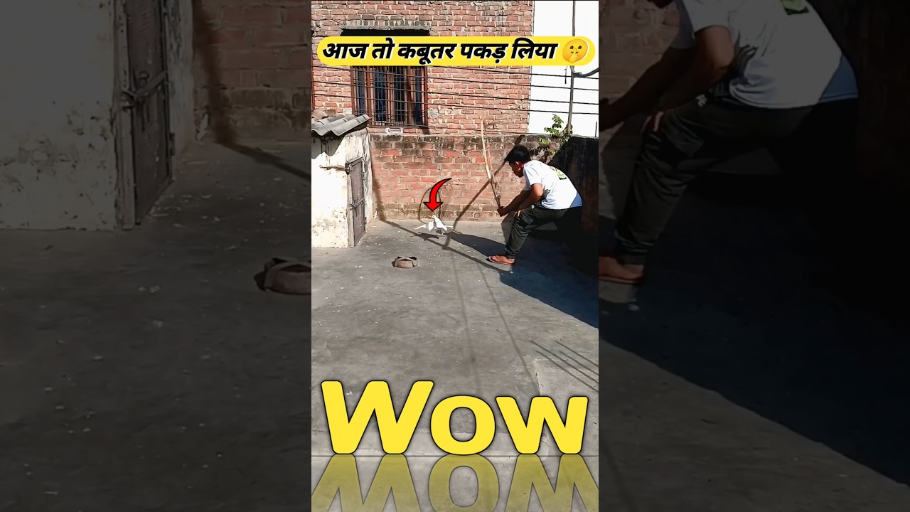 Aaj New Kabutar Pakad Liya 🤫||#pigeon #minivlog #trending #shorts #short #petvlog #ytshorts