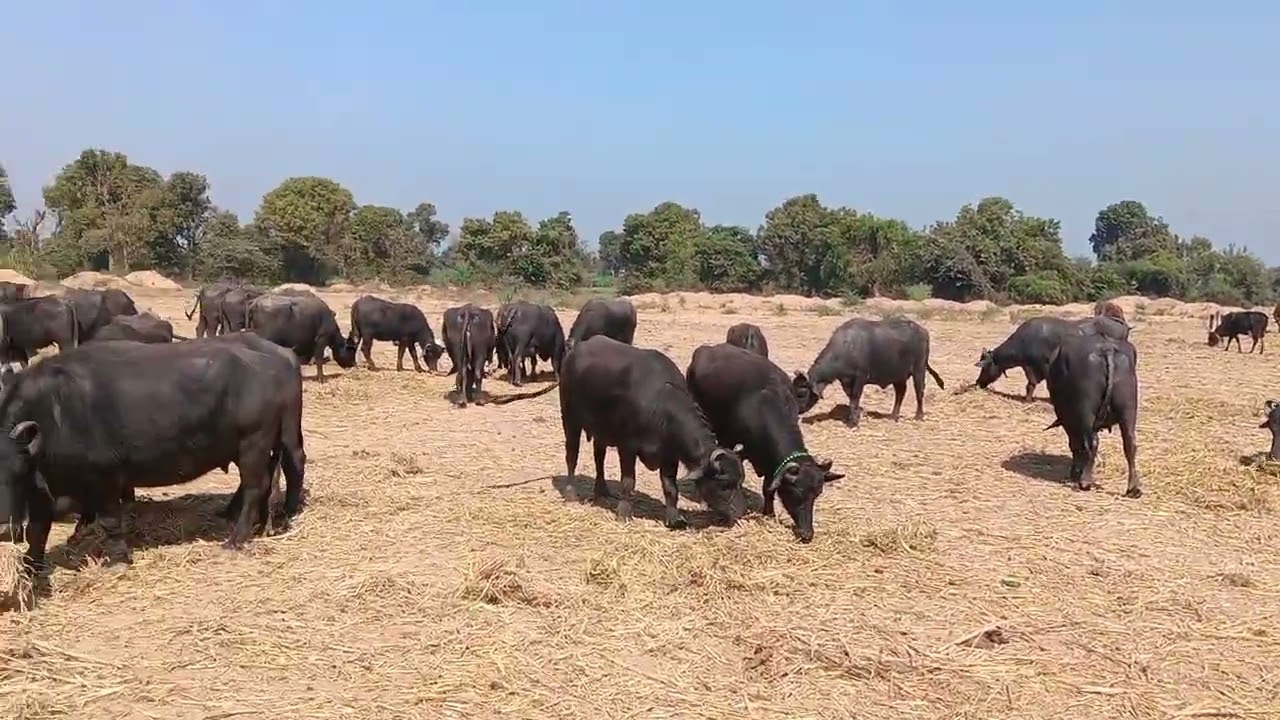 ગાયો...ભેંસો .....