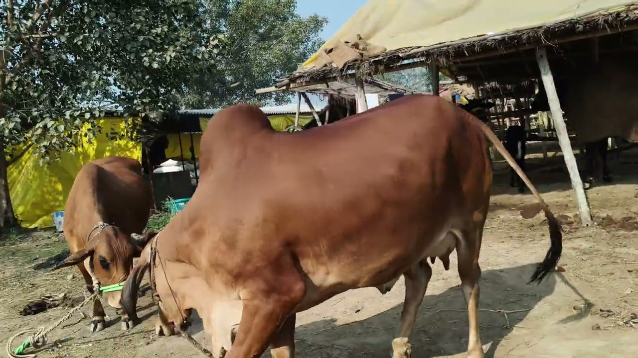 Cow for sell in chausa pasu mandi buxar Bihar se nya video S pandey Mo 9155472296