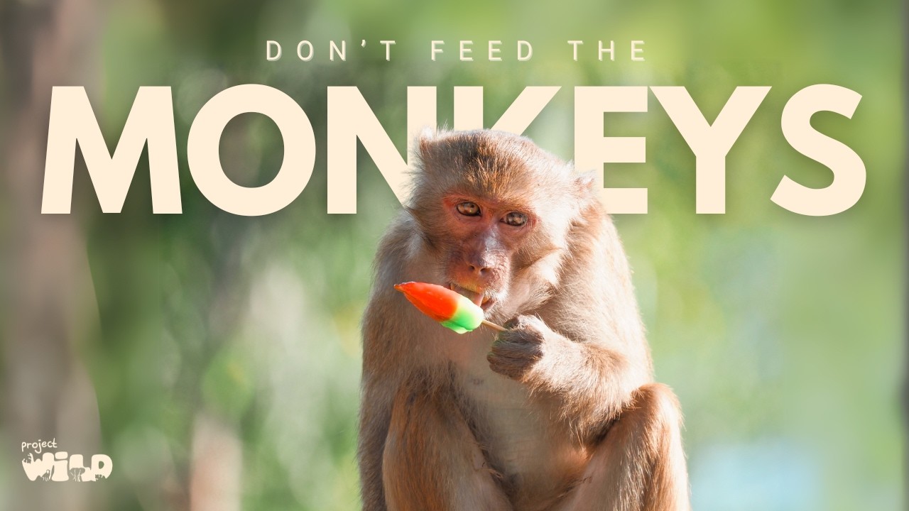 Why Tourists Should Never Feed Monkeys | For the Love of Monkeys (Wildlife Documentary)