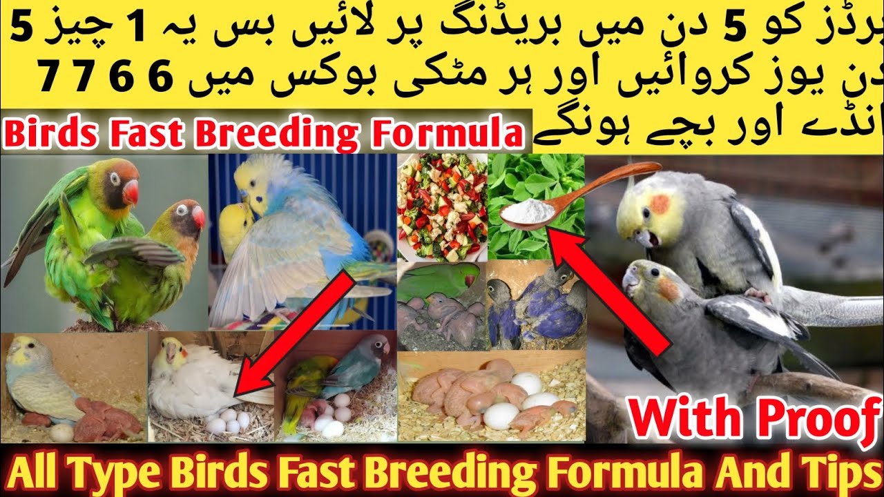All birds Natural Breeding Formula l All Types Birds Natural Breeding Formula l Love Birds,Cockatiel