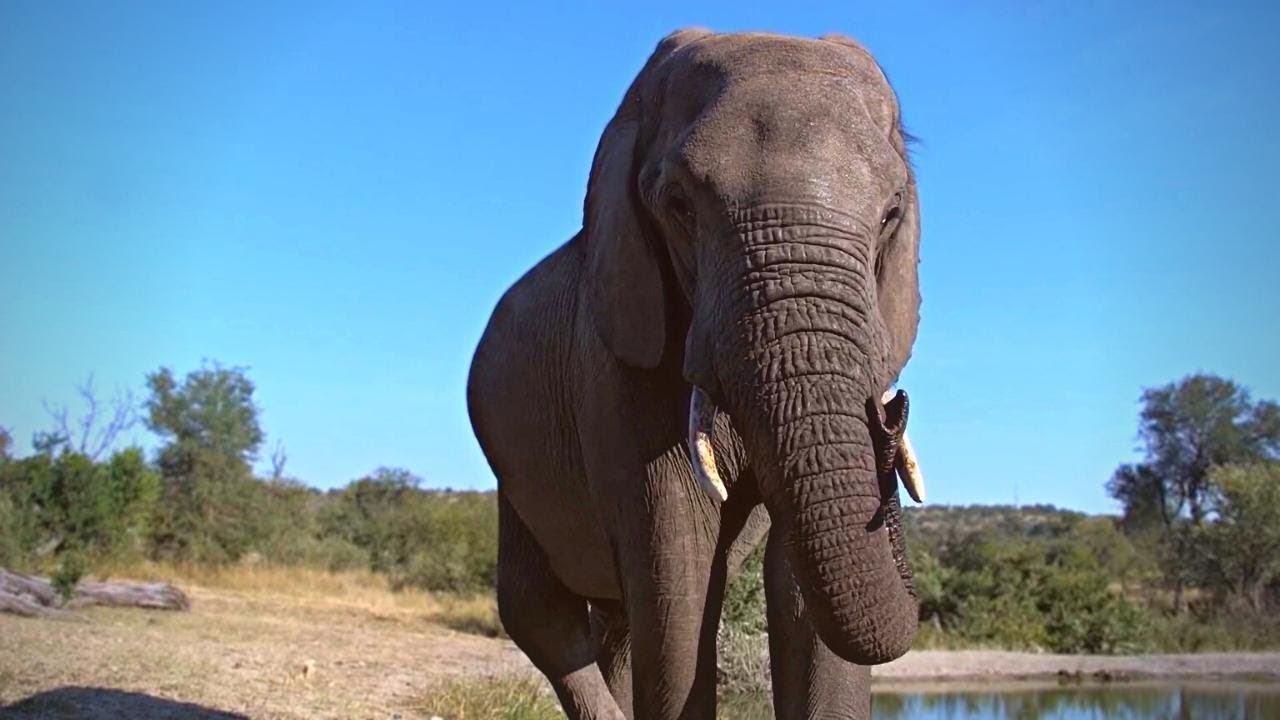 A Curious Elephant Close-Up