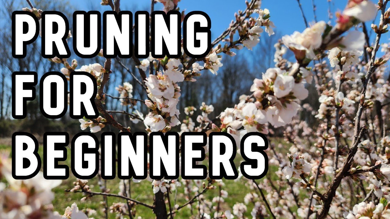 Fruit tree pruning techniques