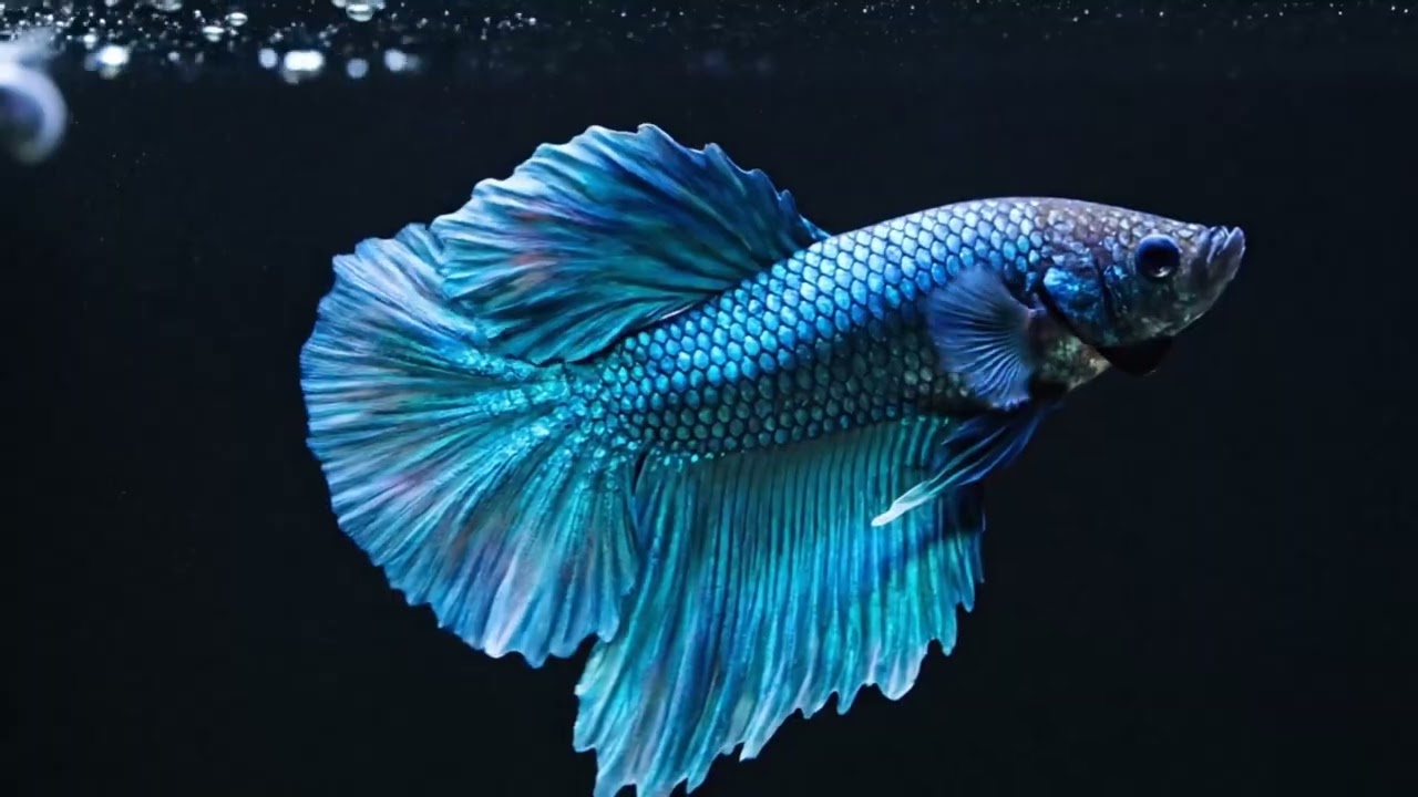 2 Hours Ultra HD Betta Fish 🌊 Calm Piano Melodies to Fall Asleep Instantly in 4K