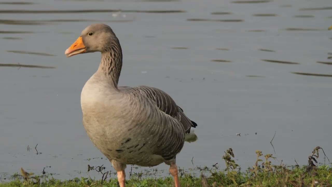 Greylag goose facts