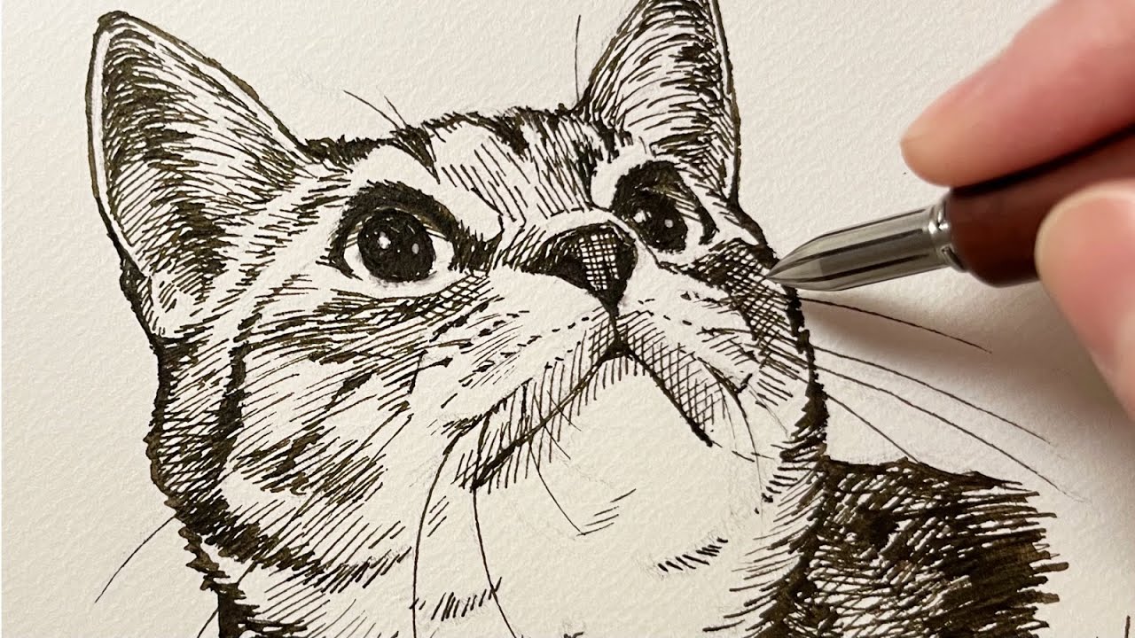 【ペン画】カキモリのメタルニブで猫を描く - Kakimori steel metal dip pen nib drawing