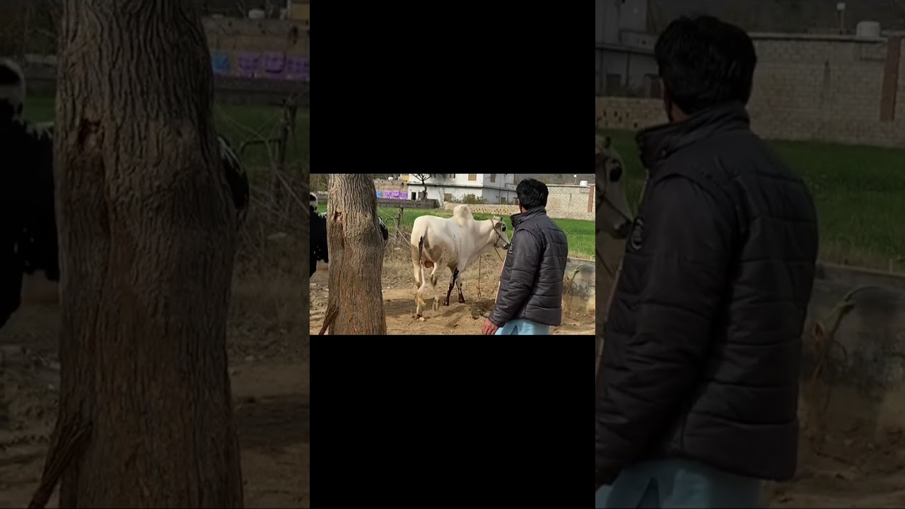 Shoqeen azrat check kro Janwar 