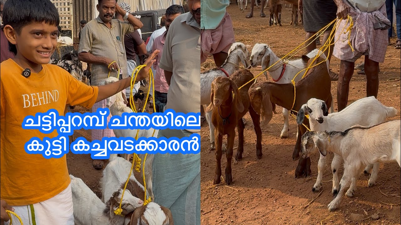 ചട്ടിപ്പറമ്പ് ചന്തയിൽ ആടുകളെ വിൽക്കാൻ എത്തിയ കുട്ടി കച്ചവടക്കാരൻ #aduvalarthal #adufarm #goatmarket 